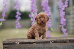 Cockapoo, Dieren en Toebehoren, CDV (hondenziekte), België, Overige rassen, 8 tot 15 weken