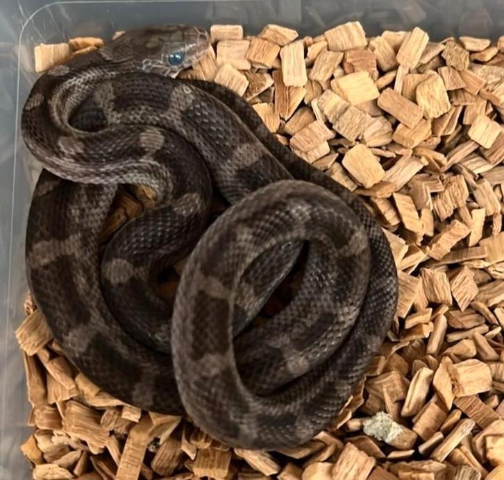 Korenslang Pewter & korenslang Wildkleur, Dieren en Toebehoren, Reptielen en Amfibieën, Slang, 0 tot 2 jaar