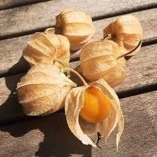 Physalis 