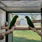 New Guinea edelpapegaaien, Domestique