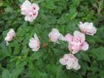 hibiscus pink chiffon, Plein soleil, Enlèvement, Autres espèces, Été