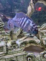 bewezen koppel blauwe acara