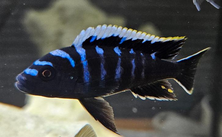 Cynothylapia ndonga deep malawi cichliden, Dieren en Toebehoren, Vissen | Aquariumvissen, Zoetwatervis, Vis