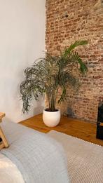 Areca palm tree, Huis en Inrichting, Kamerplanten, Ophalen, Palm