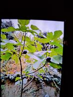 Vijgenboom, Ophalen, In pot, Vijgenboom