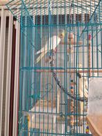 Vogelkooi  en 3 valkparkieten, Dieren en Toebehoren, Ophalen of Verzenden, Vogelkooi