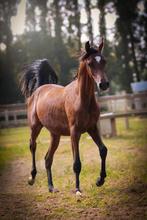 Lief hengstje 04/2024, Dieren en Toebehoren, Paarden, Minder dan 160 cm, Gechipt, Niet van toepassing, 0 tot 2 jaar