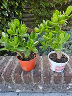 Stevige Crassula plantjes, Huis en Inrichting, Kamerplanten, Ophalen