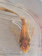 Longfin Ancistrus lda 016 Red/Black, Vis, Zoetwatervis