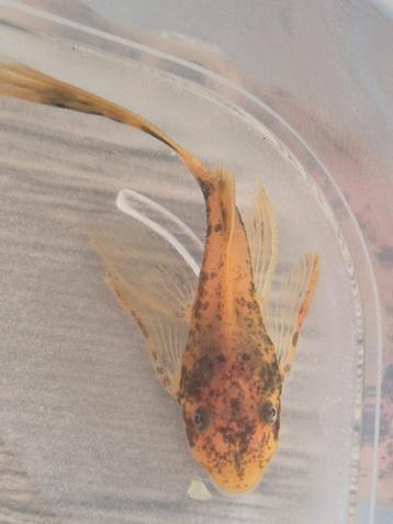 Longfin Ancistrus lda 016 Red/Black  beschikbaar voor biedingen