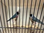 Gouldamadines goulds losse blauwe poppen te koop