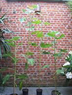 Vijgenboom geschikt voor Belgisch klimaat, Tuin en Terras, Planten | Fruitbomen, Volle zon, 100 tot 250 cm, Vijgenboom, Ophalen