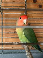 2 agapornis roseicollis, Dieren en Toebehoren, Meerdere dieren, Dwergpapegaai of Agapornis, Geringd