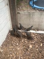 Californische kuifkwartel, Dieren en Toebehoren, Vogels | Overige Vogels, Meerdere dieren, Geringd