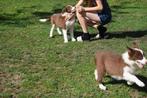 Border collie pups, chocolate-white, Dieren en Toebehoren, Honden | Herdershonden en Veedrijvers, België, CDV (hondenziekte), 8 tot 15 weken