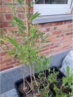 Doorbloeiende amandelwilg 'Semperflorens', Tuin en Terras, Ophalen, In pot