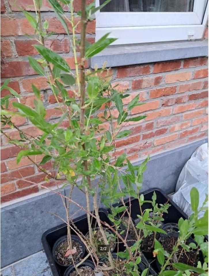 Doorbloeiende amandelwilg 'Semperflorens', Tuin en Terras, Planten | Bomen, In pot, Ophalen