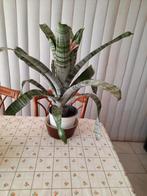 Kamerplant (Bromelia, Huis en Inrichting, Ophalen