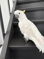 Tamme sprekende kaketoe, Dieren en Toebehoren