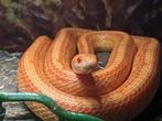 Pantherophis guttatus (slang), Dieren en Toebehoren, Ophalen, Nieuw, Overige typen