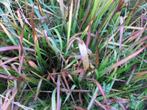 herbe ornementale herbe sanguine Imperata Red Baron, Plein soleil, Graminées ornementales, Enlèvement, Plante fixe