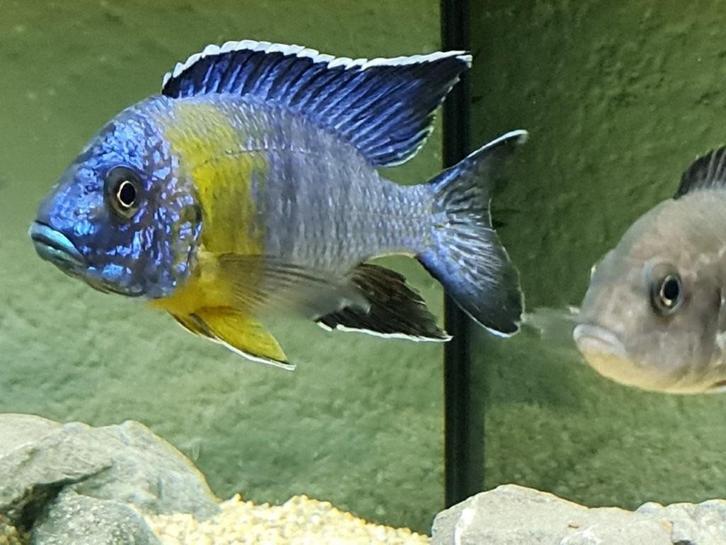 Zeer mooi volwassen koppel malawi ( Aulonocara Maulana ), Dieren en Toebehoren, Vissen | Aquariumvissen, Zoetwatervis, Vis