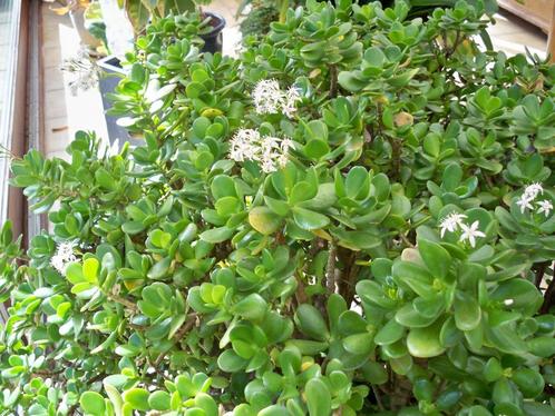 Crassula ovata in de leeftijd van ongeveer 40 tot 45 jaar, Huis en Inrichting, Kamerplanten, Overige soorten, 100 tot 150 cm, Groene kamerplant