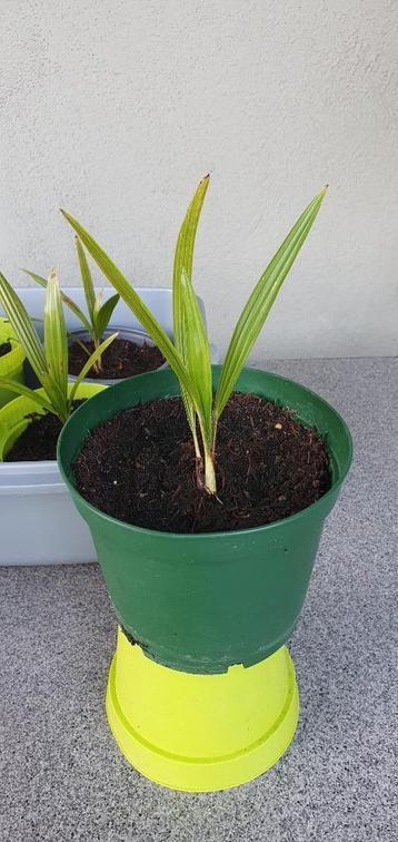 Chinese waaierpalm beschikbaar voor biedingen