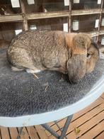 Duitse hangoor konijn, Dieren en Toebehoren, Hangoor