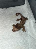 Chahoua pine island, Dieren en Toebehoren, Tam, 0 tot 2 jaar