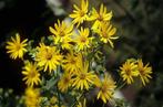 Silphium perfoliatum (zonnekroon), Ophalen, Zomer, Vaste plant, Overige soorten