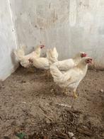 Jonge leghorns te koop, Dieren en Toebehoren, Pluimvee