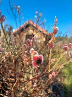 Salix mount aso, Ophalen