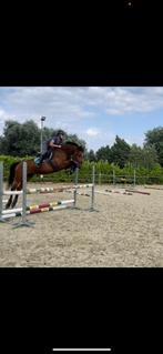 Knappe 11 jarige merrie!, Dieren en Toebehoren, Merrie, Met stamboom, Springpaard, 11 jaar of ouder