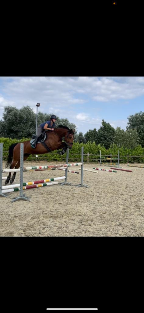 Knappe 11 jarige merrie!, Dieren en Toebehoren, Paarden, Merrie, 165 tot 170 cm, 11 jaar of ouder, Springpaard, Met stamboom