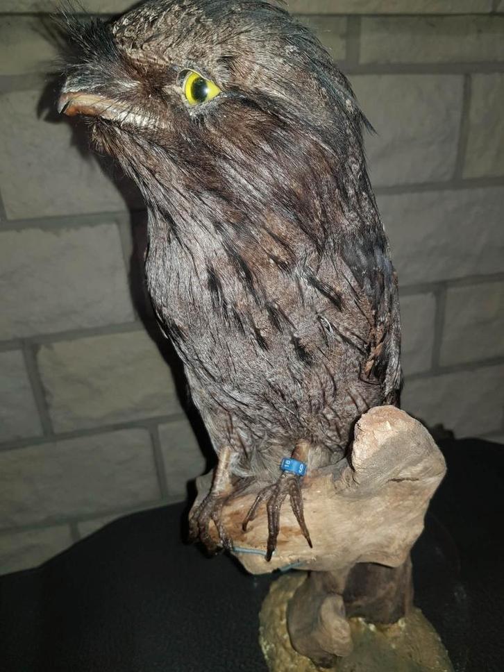 australische nachtzwaluw, Collections, Collections Animaux, Comme neuf, Animal empaillé, Oiseaux, Enlèvement ou Envoi