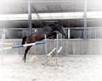 Chique Contagio x Nabab de Reve jaarling! VLOTTE AFHANDELING, Dieren en Toebehoren, Paarden, Springpaard, 0 tot 2 jaar, Hengst