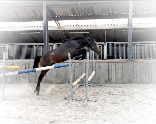 Chique Contagio x Nabab de Reve jaarling! VLOTTE AFHANDELING, Dieren en Toebehoren, Paarden, Hengst, Onbeleerd, 165 tot 170 cm