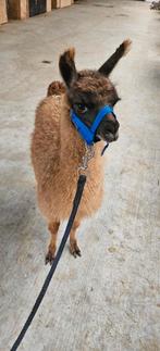 Lama, Ophalen, Nieuw, Vee, Zie beschrijving
