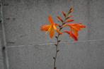 2 Crocosmia oranje planten, Ophalen, Zomer, Vaste plant, Volle zon