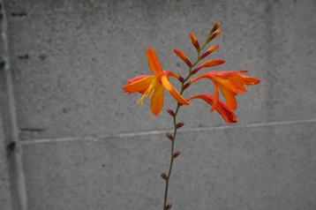 2 Crocosmia oranje planten beschikbaar voor biedingen