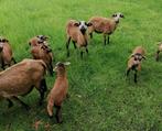 Kameroen bokjes, Dieren en Toebehoren, Schapen, Geiten en Varkens, Mannelijk, Schaap, 0 tot 2 jaar