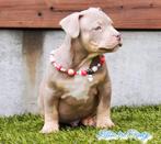 PRACHTIGE AMERICAN BULLY PUPS, Dieren en Toebehoren, België, Overige rassen, 8 tot 15 weken, CDV (hondenziekte)