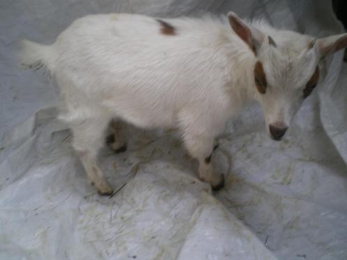 Prachtige mooie mimi-dwerggeitje te koop., Dieren en Toebehoren, Schapen, Geiten en Varkens, Geit, Vrouwelijk, 0 tot 2 jaar