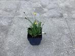 Vaste planten, Tuin en Terras, Planten | Tuinplanten, Ophalen, Vaste plant