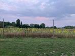 Landbouwgrond 1,63 ha - Hasselt, Immo, Hasselt, Verkoop zonder makelaar, 1500 m² of meer