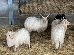 Schroefhoorn schapen of Racka, Dieren en Toebehoren, Mannelijk, Schaap, 0 tot 2 jaar