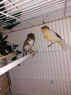 Canaris, Animaux & Accessoires, Oiseaux | Canaris