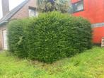 Jardinier, Tuin en Terras, Planten | Struiken en Hagen, Ophalen of Verzenden
