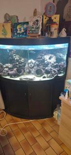 Aquarium Juwel hoek, Ophalen, Gebruikt, Gevuld zoetwateraquarium